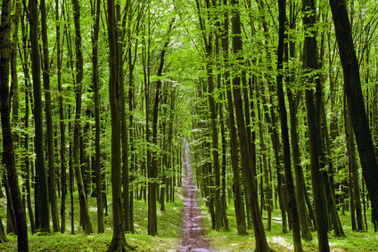 nature. pathway in the forest with sunlight